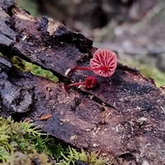 Cruentomycena viscidocruenta at Bermagui, NSW - 19 Jan 2025 11:51 AM