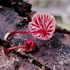 Cruentomycena viscidocruenta at Bermagui, NSW - 19 Jan 2025 11:51 AM