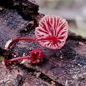 Cruentomycena viscidocruenta at Bermagui, NSW - 19 Jan 2025 11:51 AM
