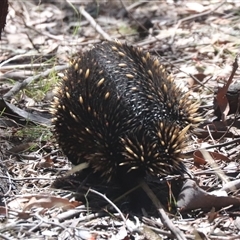 Tachyglossus aculeatus at Forde, ACT - 19 Jan 2025 by HappyWanderer