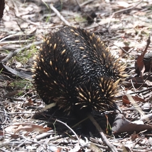 Tachyglossus aculeatus at Forde, ACT - 19 Jan 2025 11:04 AM