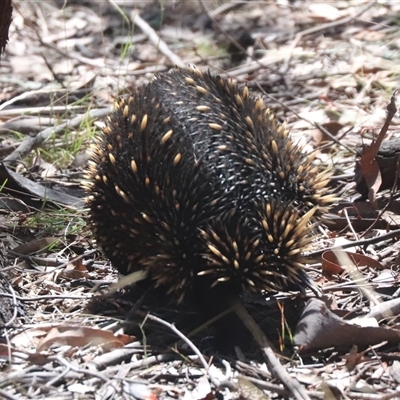 Tachyglossus aculeatus (Short-beaked Echidna) at Forde, ACT - 19 Jan 2025 by HappyWanderer