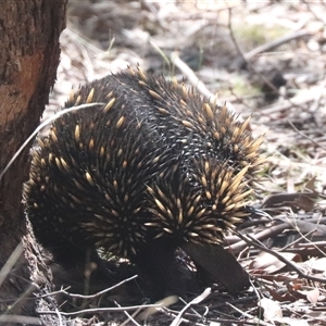 Tachyglossus aculeatus at Forde, ACT - 19 Jan 2025 11:04 AM