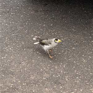 Manorina melanocephala at Collaroy, NSW - 18 Jan 2025 06:31 PM