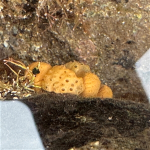 Botrylloides perspicuus at Collaroy, NSW by Hejor1