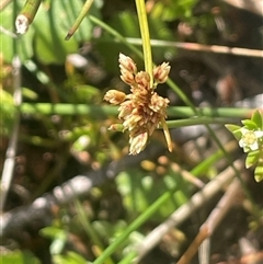 Isolepis inundata (Swamp Club Rush) at Mount Fairy, NSW - 17 Jan 2025 by JaneR