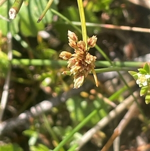 Isolepis inundata at Mount Fairy, NSW - 17 Jan 2025