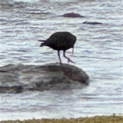 Haematopus fuliginosus (Sooty Oystercatcher) at Collaroy, NSW - 18 Jan 2025 by Hejor1