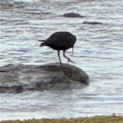 Haematopus fuliginosus at Collaroy, NSW - 18 Jan 2025 by Hejor1