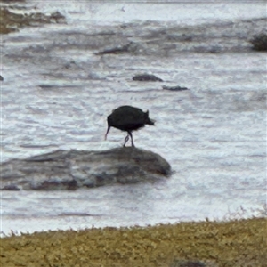 Haematopus fuliginosus at Collaroy, NSW - suppressed