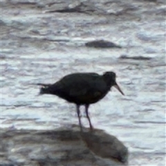 Haematopus fuliginosus at Collaroy, NSW - suppressed
