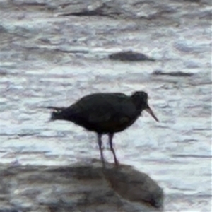 Haematopus fuliginosus at Collaroy, NSW - suppressed