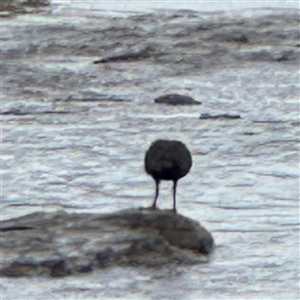 Haematopus fuliginosus at Collaroy, NSW - suppressed