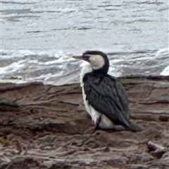 Microcarbo melanoleucos (Little Pied Cormorant) at Collaroy, NSW - 18 Jan 2025 by Hejor1