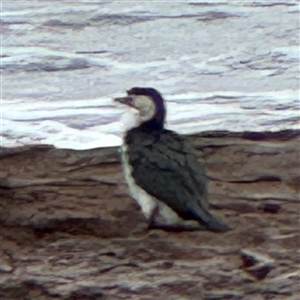 Microcarbo melanoleucos at Collaroy, NSW - 18 Jan 2025 05:59 PM