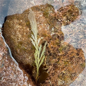 Caulerpa sp. (genus) at Collaroy, NSW by Hejor1