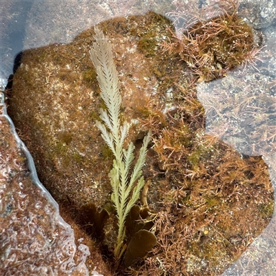 Caulerpa sp. (genus) at Collaroy, NSW - 18 Jan 2025 by Hejor1