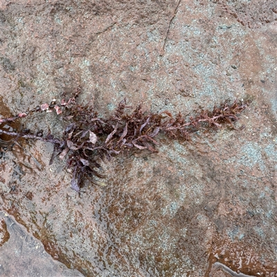 Laurencia clavata at Collaroy, NSW - 18 Jan 2025 by Hejor1