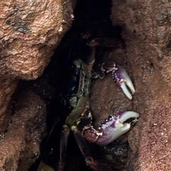 Leptograpsus variegatus at Collaroy, NSW - 18 Jan 2025 by Hejor1