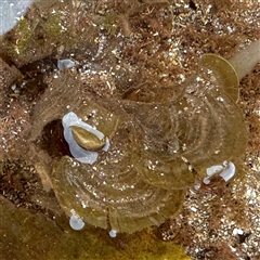 Padina sp. (genus) at Collaroy, NSW - 18 Jan 2025 by Hejor1