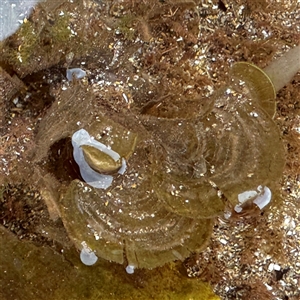 Padina sp. (genus) at Collaroy, NSW by Hejor1