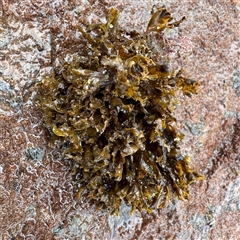 Dictyota sp. (genus) at Collaroy, NSW - 18 Jan 2025 by Hejor1