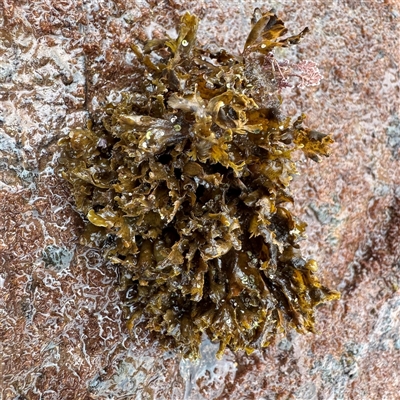 Dictyota sp. (genus) at Collaroy, NSW - 18 Jan 2025 by Hejor1