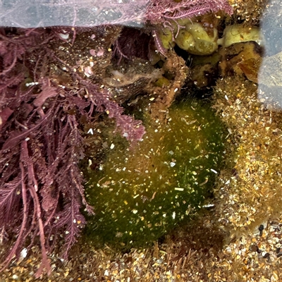 Codium spongiosum at Collaroy, NSW - 18 Jan 2025 by Hejor1