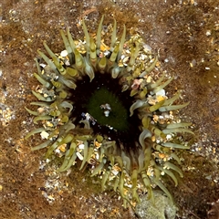 Oulactis muscosa at Collaroy, NSW - 18 Jan 2025 by Hejor1