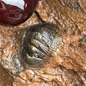 Sypharochiton pelliserpentis at Collaroy, NSW by Hejor1