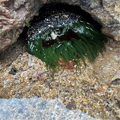 Aulactinia veratra at Collaroy, NSW - 18 Jan 2025 by Hejor1