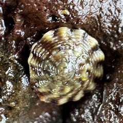 GASTROPODA (class) at Collaroy, NSW - 18 Jan 2025 by Hejor1