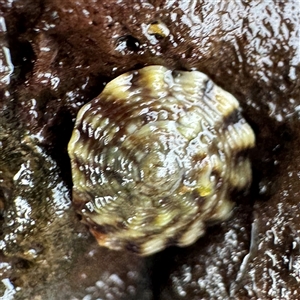 GASTROPODA (class) at Collaroy, NSW by Hejor1