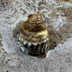 Bembicium auratum at Collaroy, NSW by Hejor1