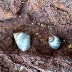 Austrolittorina unifasciata at Collaroy, NSW - 18 Jan 2025 by Hejor1