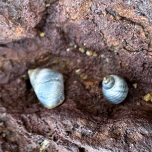 Austrolittorina unifasciata at Collaroy, NSW by Hejor1