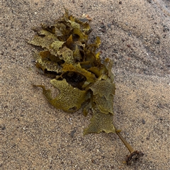 Ecklonia sp. (genus) at Collaroy, NSW - 18 Jan 2025 by Hejor1