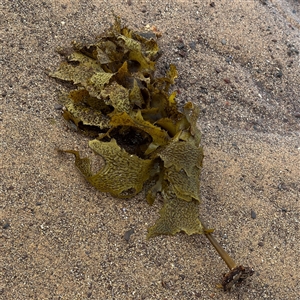 Ecklonia sp. (genus) at Collaroy, NSW by Hejor1