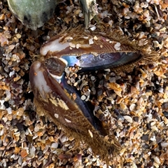 Trichomya hirsuta at Collaroy, NSW - 18 Jan 2025 by Hejor1