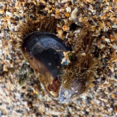 Unverified at suppressed - suppressed