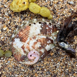 Haliotis rubra rubra at Collaroy, NSW by Hejor1