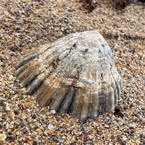 Cellana tramoserica at Collaroy, NSW by Hejor1