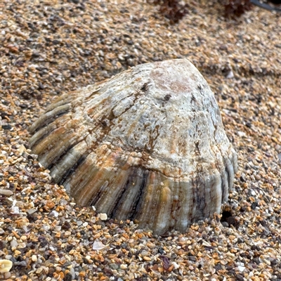 Cellana tramoserica at Collaroy, NSW - 18 Jan 2025 by Hejor1