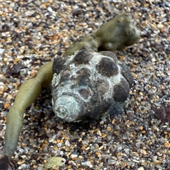 Unverified at suppressed - suppressed