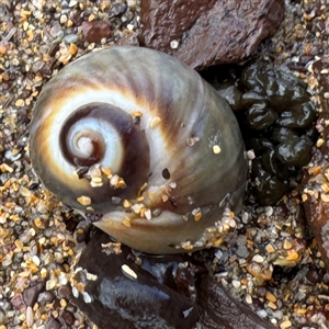 Gastropoda at Collaroy, NSW by Hejor1