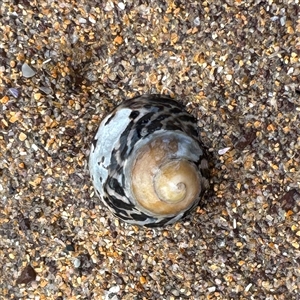 Austrocochlea porcata at Collaroy, NSW by Hejor1