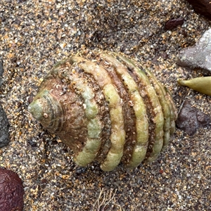 Dicathais orbita at Collaroy, NSW by Hejor1