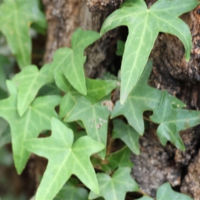 Hedera sp. at Yackandandah, VIC - 5 Jan 2025 by KylieWaldon