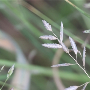 Unidentified Grass at Yackandandah, VIC by KylieWaldon