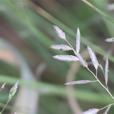 Unidentified Grass at Yackandandah, VIC - 4 Jan 2025 by KylieWaldon